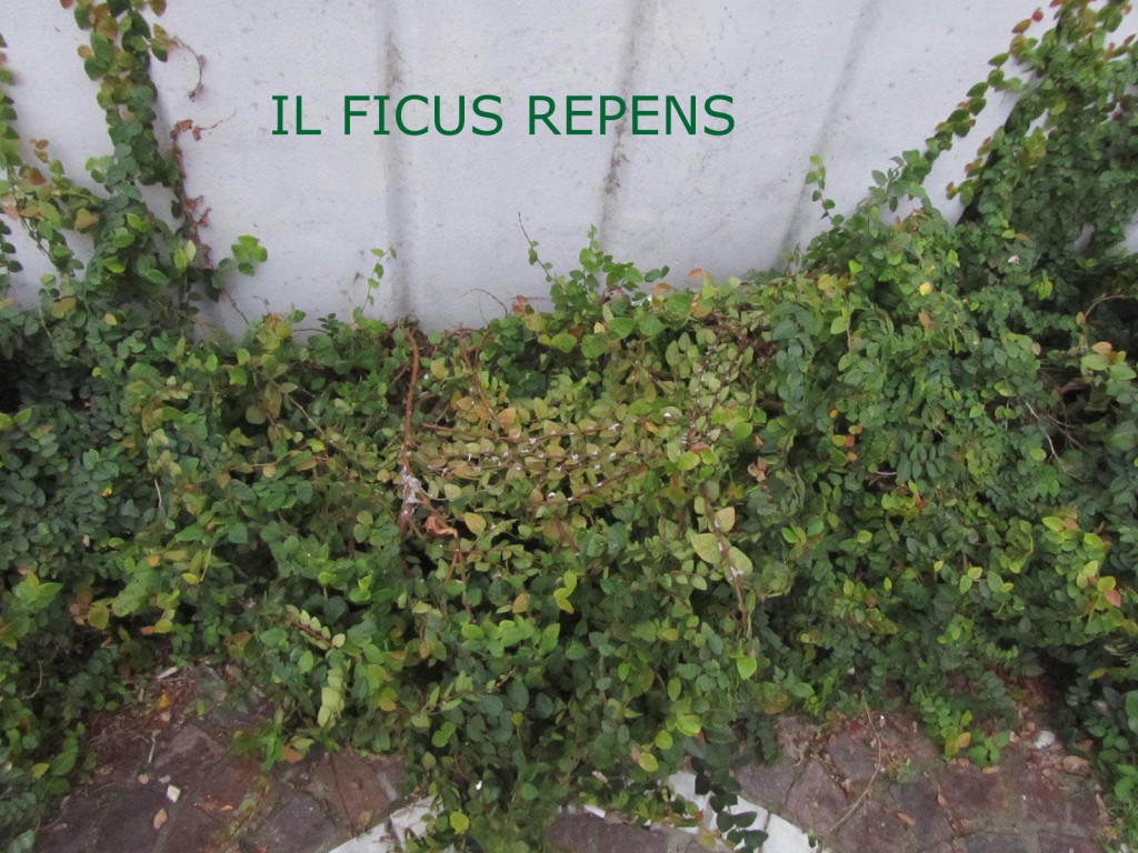 7-IL-FICUS-1